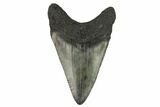 Juvenile Megalodon Tooth - Georgia #115697-1